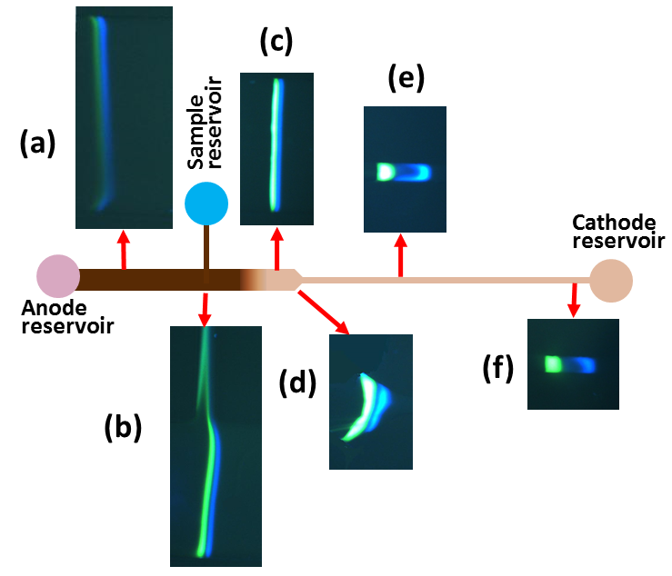 Protein concentratoin in microfluidic